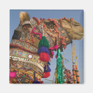 Aimant INDE, Rajasthan, Pushkar : FOIRE AUX CHAMEAUX DE P