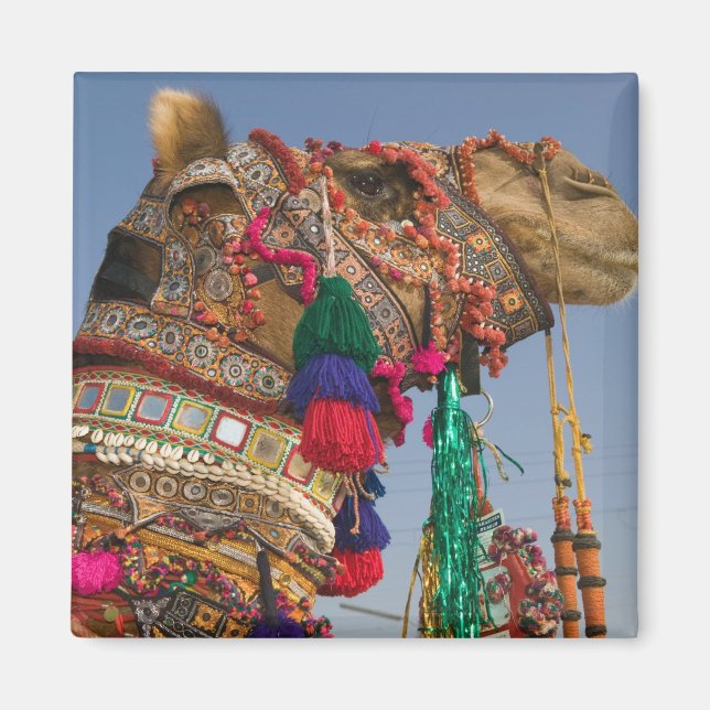Aimant INDE, Rajasthan, Pushkar : FOIRE AUX CHAMEAUX DE P (Devant)