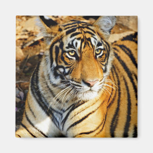 Aimant Inde, Sawai Madhopur, Ranthambore National