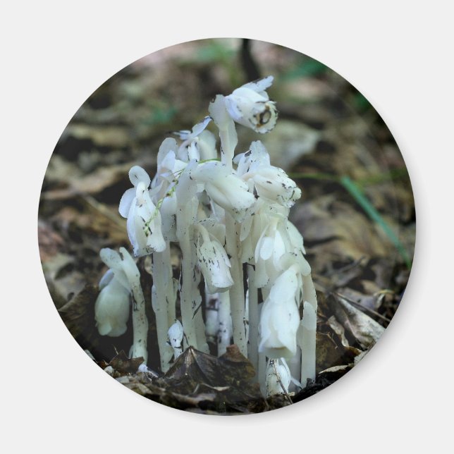 Aimant Indian Pipe Wildflowers Nature  (Devant)