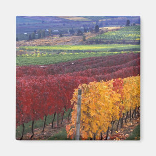 Aimant Intense couleur rouge et jaune sur Gehring