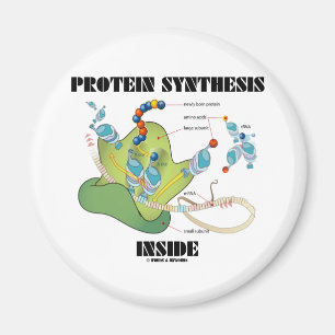 Aimant Intérieur de synthèse de protéine (biologie