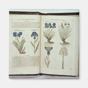 Aimant Iris