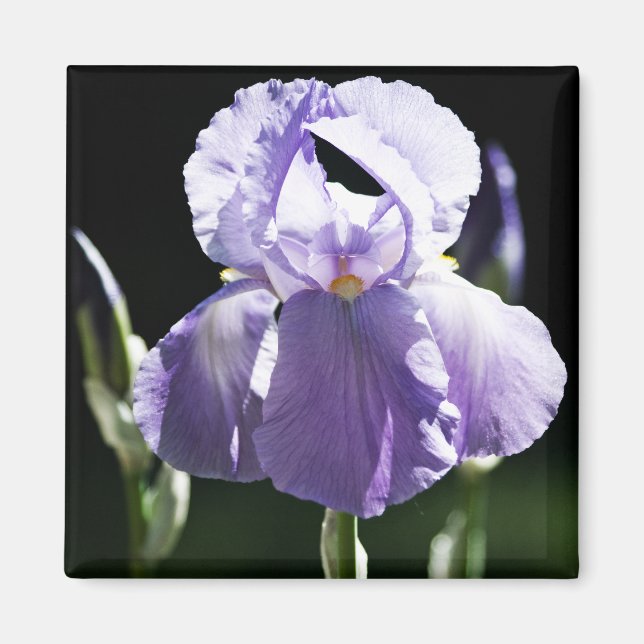 Aimant Iris 8393 Violet (Devant)