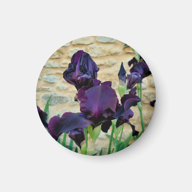 Aimant Iris à poils (Devant)