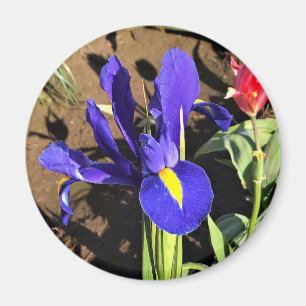 Aimant Iris à Tulip Field, Woodburn, Oregon