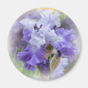 Aimant Iris barbu majestueux - pourpre et blanc