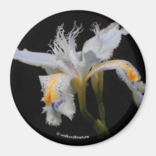 Aimant Iris Japonica en vedette