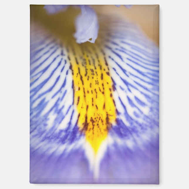 Aimant Iris pourpre (Recto)