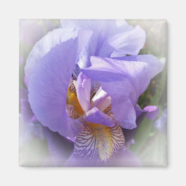 Aimant iris pourpre (Devant)