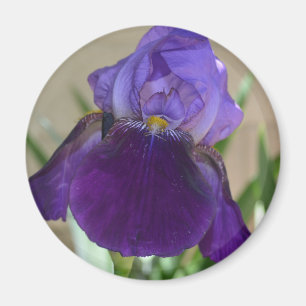 Aimant Iris pourpre