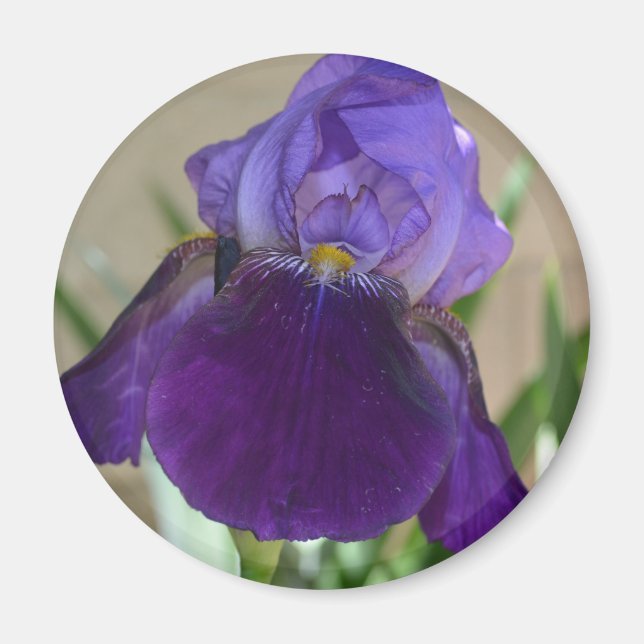 Aimant Iris pourpre (Devant)