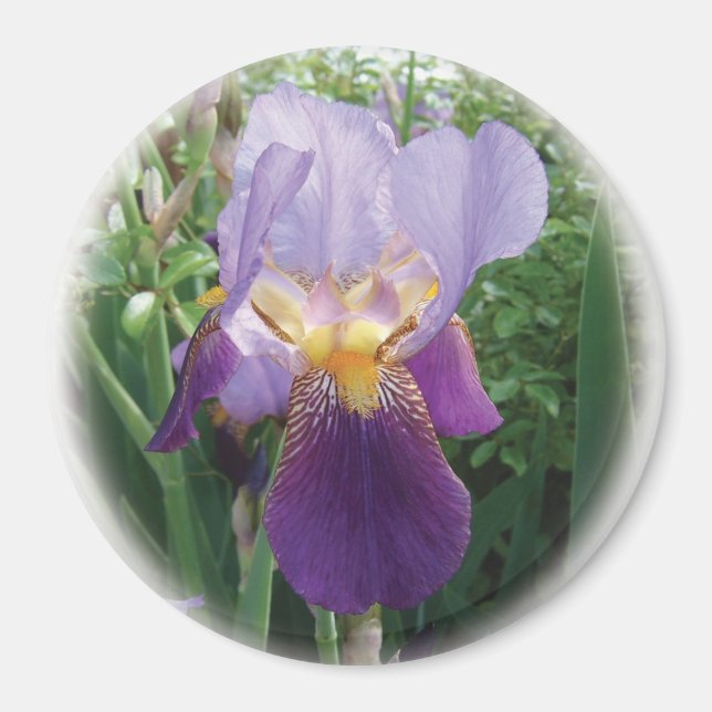 Aimant Iris pourpre (Devant)