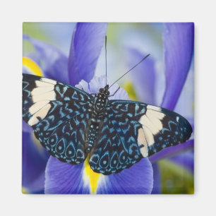 Aimant Iris Pourpre Papillon Tropical
