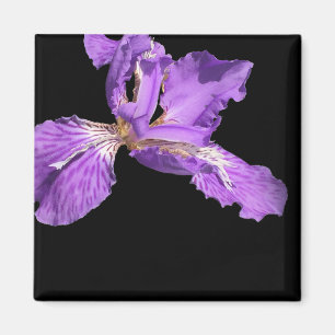 Aimant Iris violet