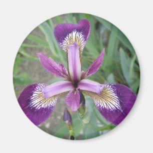 Aimant Iris Violet