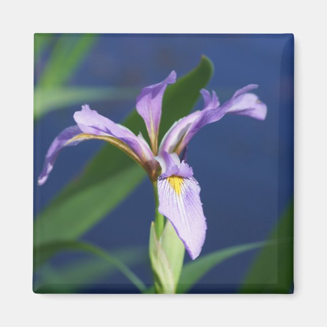 Aimant Iris Violet (Devant)