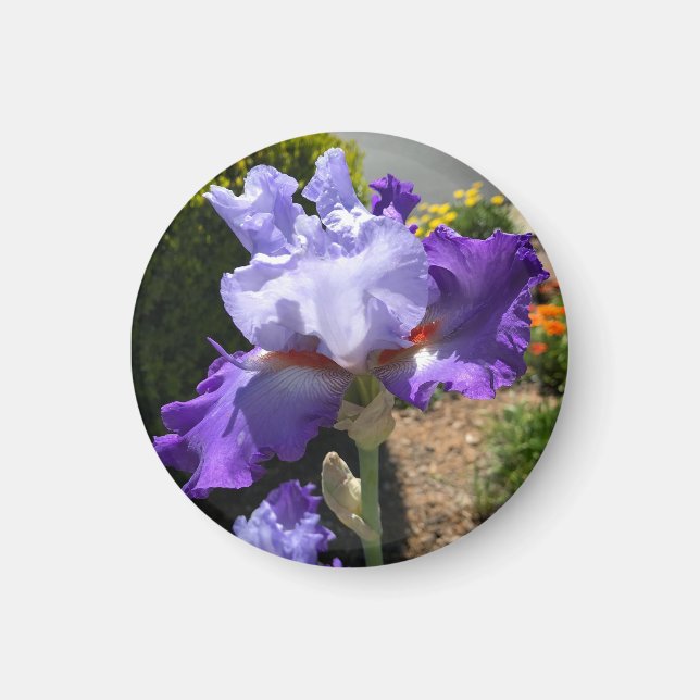 Aimant Iris Violet Haut Porté (Devant)
