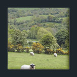 Aimant Irlande de l'Ouest, péninsule de Dingle, large<br><div class="desc">Irlande de l'Ouest,  Péninsule de Dingle,  paysage large avec patchwork de pâturages verts � Marilyn Parver / DanitaDelimont.com</div>