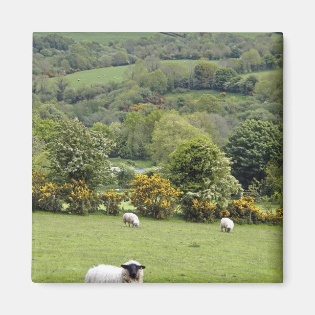 Aimant Irlande de l'Ouest, péninsule de Dingle, large (Devant)