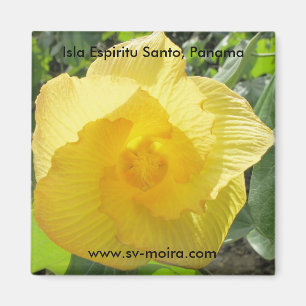 Aimant Isla Espiritu Santo, las Perlas, Panama d'Islas