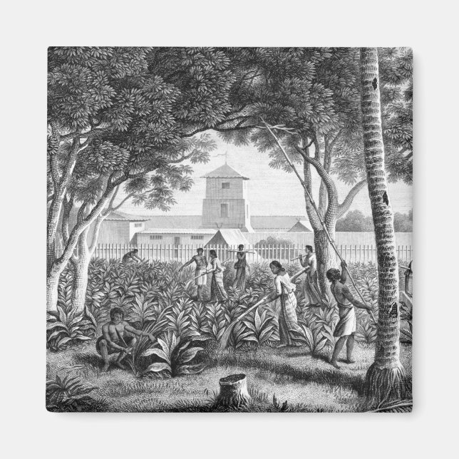 Aimant Islande of Guam : Natives at Work in the Garden of (Devant)
