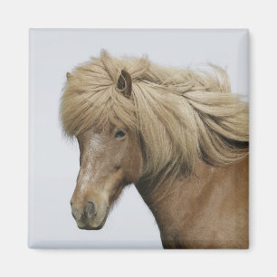 Aimant Islande. Portrait d'un cheval islandais.