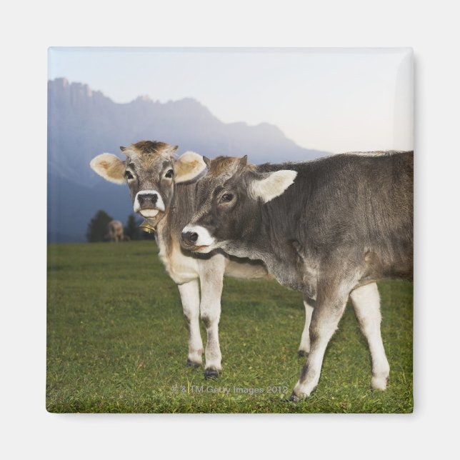 Aimant Italie, Alto Adige (Devant)