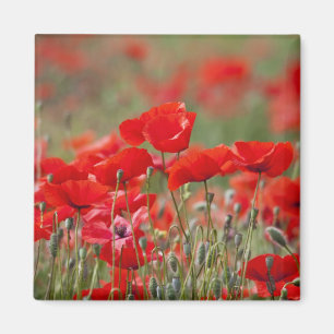 Aimant Italie, Toscane, Masse de coquelicots d'été en