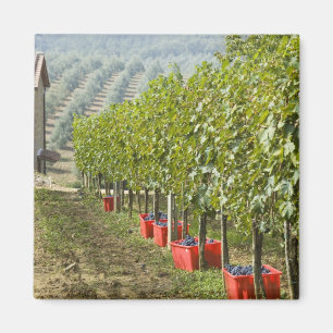 Aimant Italie, Toscane, Montalcino. Casiers de récoltés