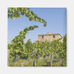 Aimant Italie, Toscane, Montepulciano. Raisins prêts