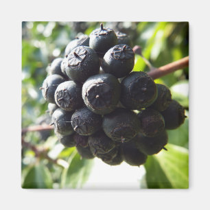 Aimant Ivy Berries