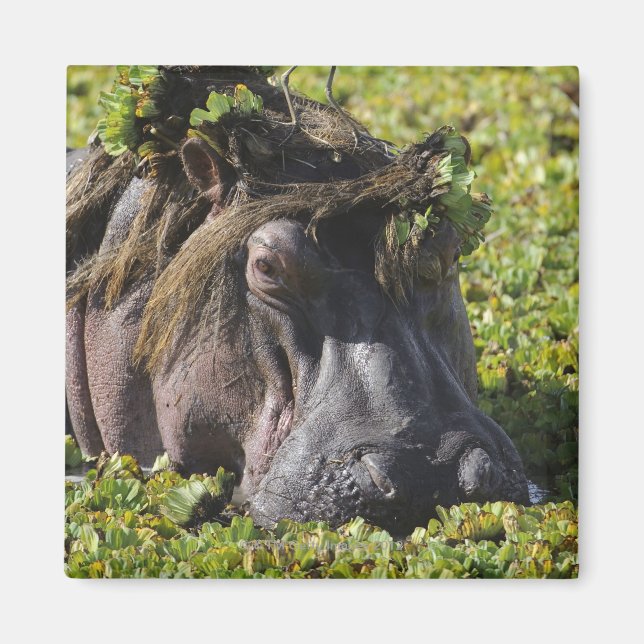 Aimant Jacana debout sur hippo's (Hippopotamus (Devant)