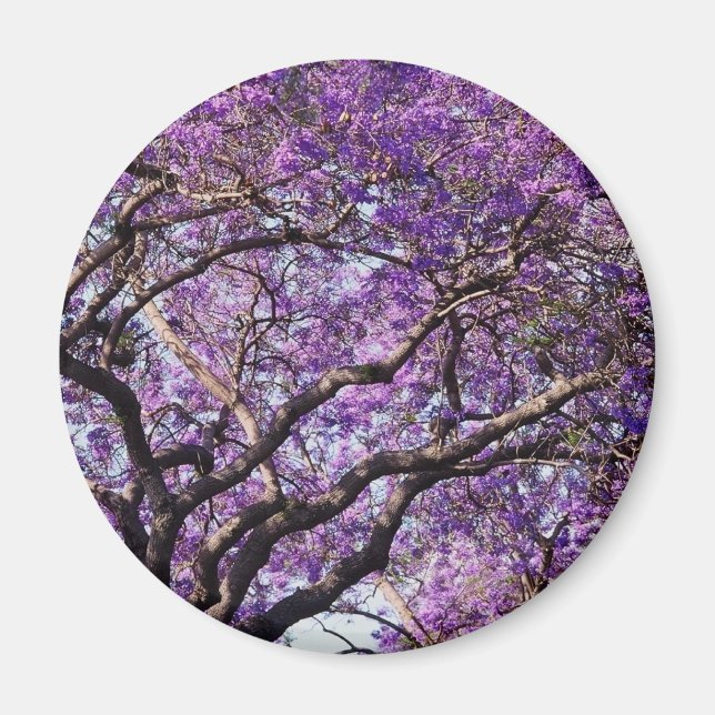 Aimant Jacaranda dans les fleurs de printemps (Devant)