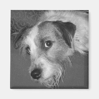 Aimant Jack Russell terrier
