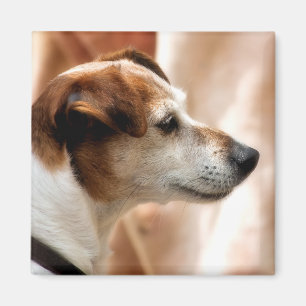 AIMANT JACK RUSSELL TERRIER CHIEN