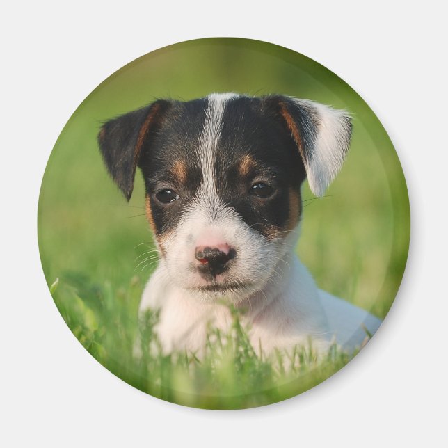 Aimant Jack Russell Terrier puppy (Devant)