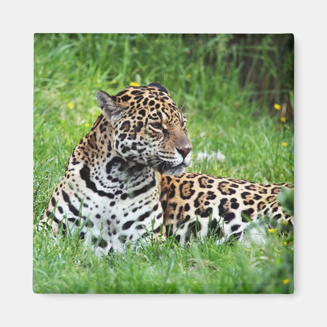 Aimant Jaguar (Devant)