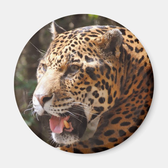 Aimant Jaguar en mai II (Devant)