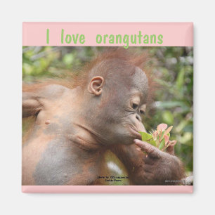 Aimant J'Aime Les Orangutans