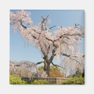 Aimant Japon, Kyoto. Cerisier pleureur sous un ciel bleu