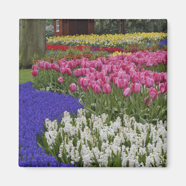 Aimant Jardin de muscaris, de jacinthes et de tulipes, (Devant)