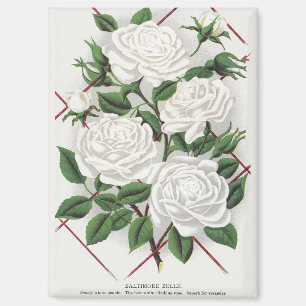 Aimant Jardin de roses blanches victoriennes grimpantes a