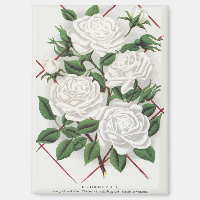 Aimant Jardin de roses blanches victoriennes grimpantes a (Recto)