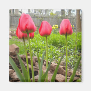 aimant Jardin de Tulip