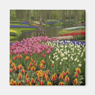 Aimant Jardin de Tulip et d'Hyacinth, jardins de Keukenho