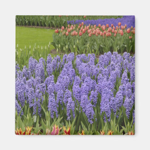 Aimant jardin de Tulip et Hyacinth, jardins de Keukenhof,