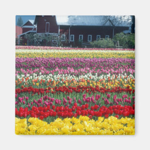 Aimant Jardin de tulipes, comté de Skagit,