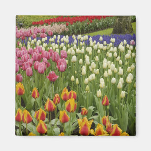 Aimant Jardin de tulipes et de jacinthes, Jardins de Keuk