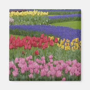 Aimant Jardin de tulipes, Muscari et